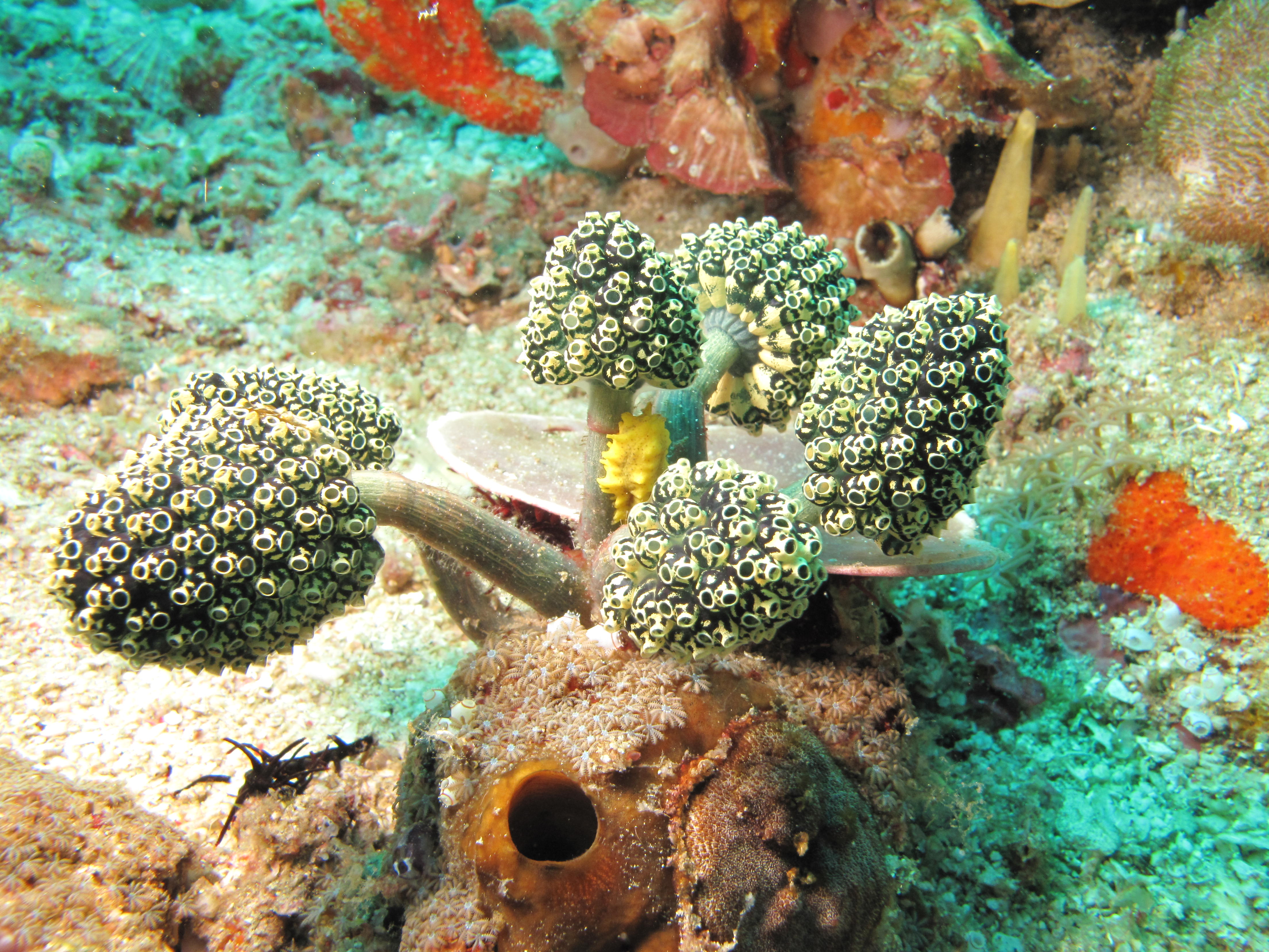 Sous la mer à Bali Sous la mer à Bali