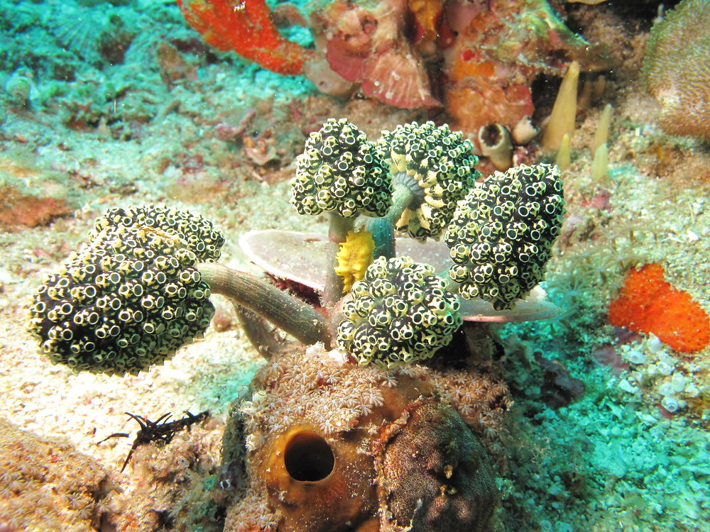 Sous la mer à Bali