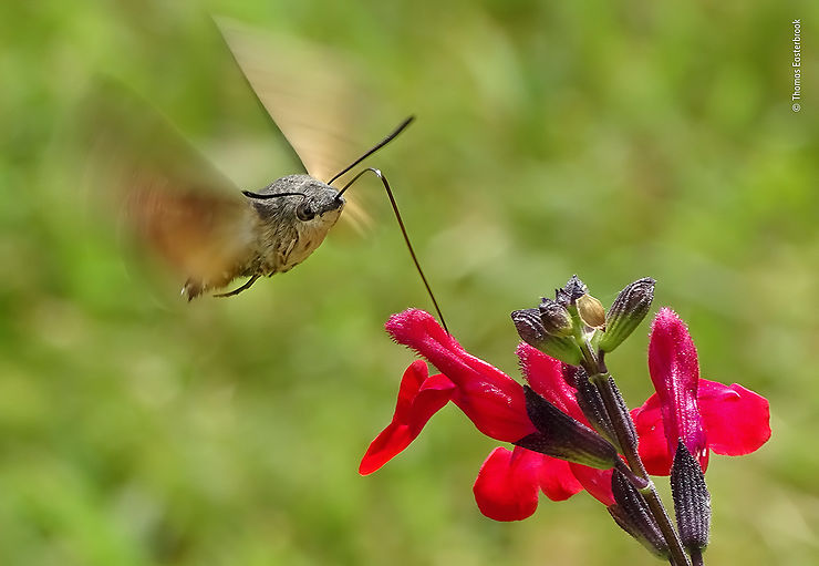 Sphinx colibri en pleine récolte de nectar, France