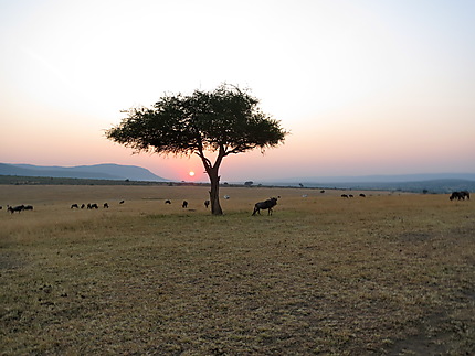 Matinée au Massaï-Mara