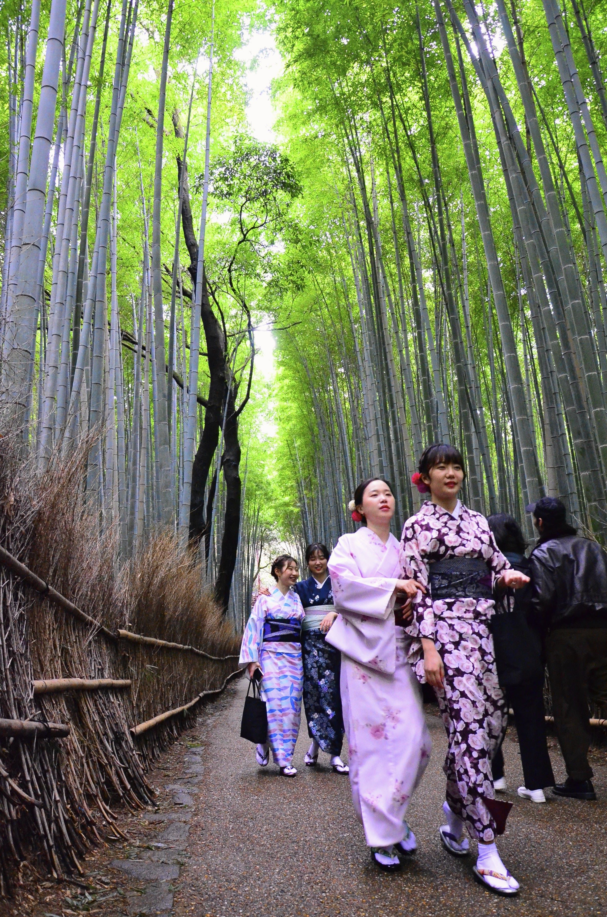 La forêt de bamboue de Arashiyama 