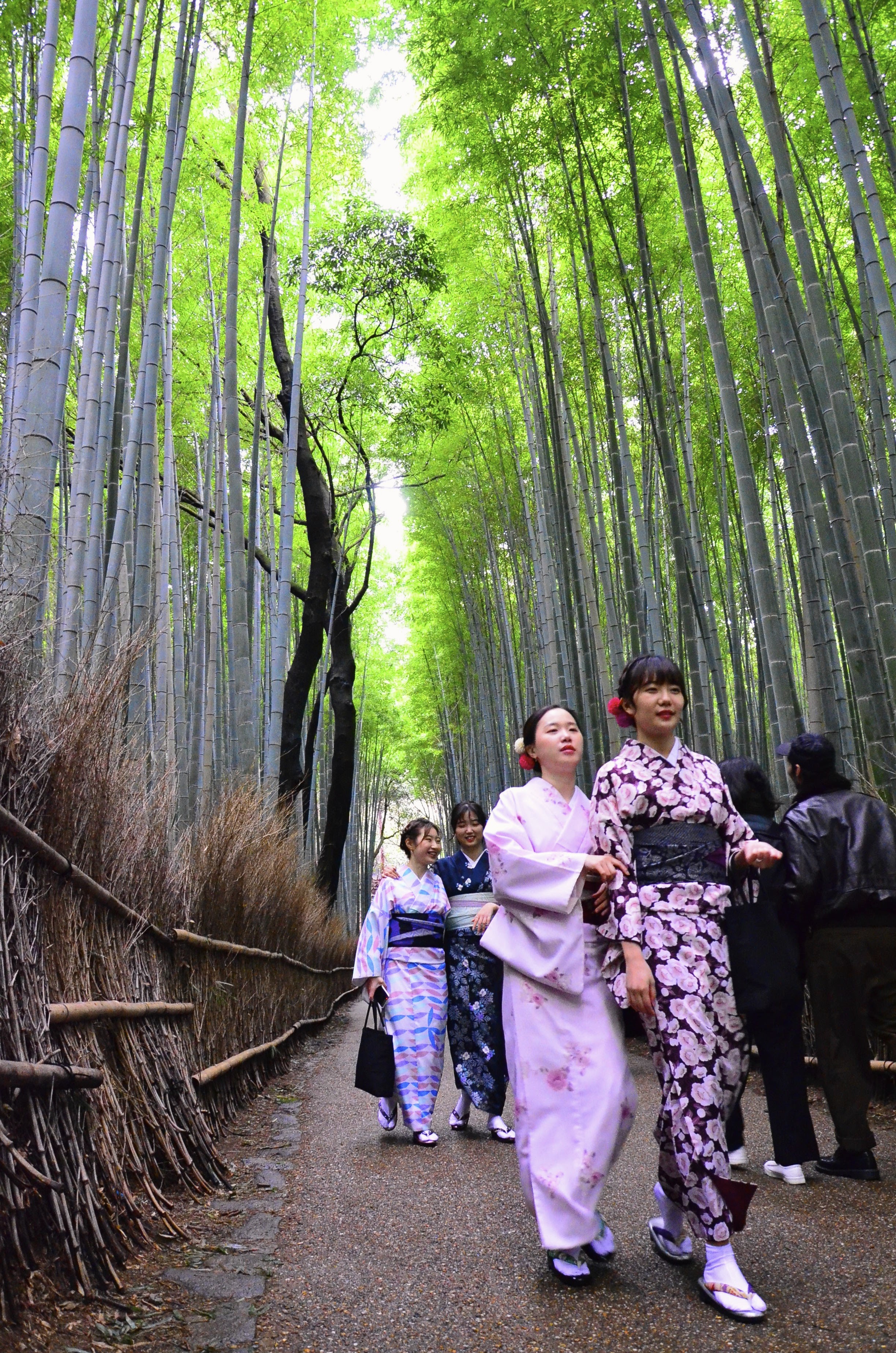 La forêt de bamboue de Arashiyama La forêt de bamboue de Arashiyama