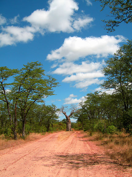 Baobab en plein milieu de la piste à Kariba