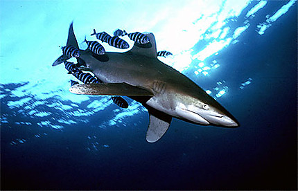 Requin océanique 