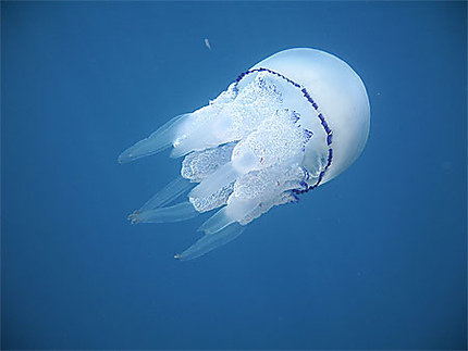 La méduse