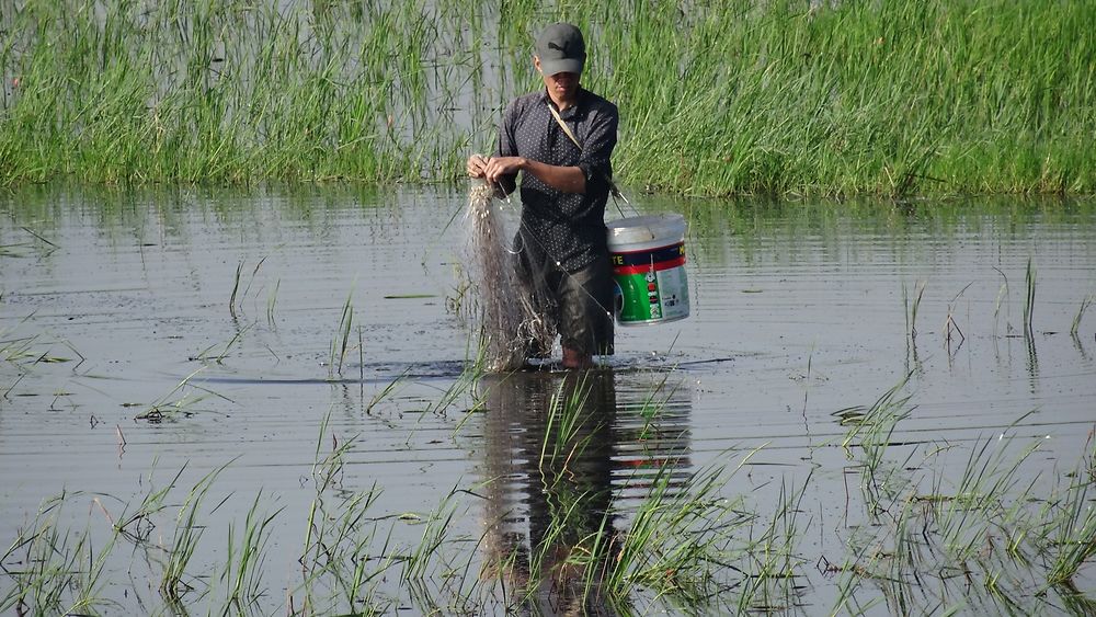 Pêche dans les rizières