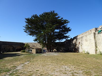 L'arbre du château