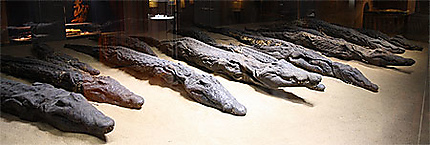 Momies de crocodiles