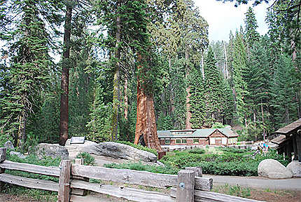 Séquoia National Park