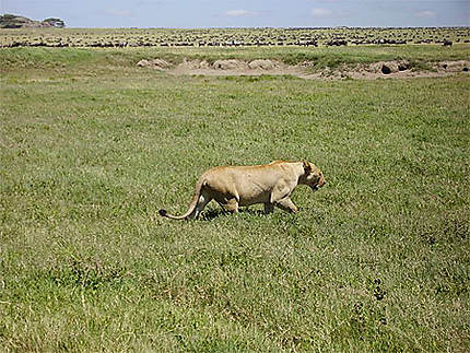 Lionne partant en chasse