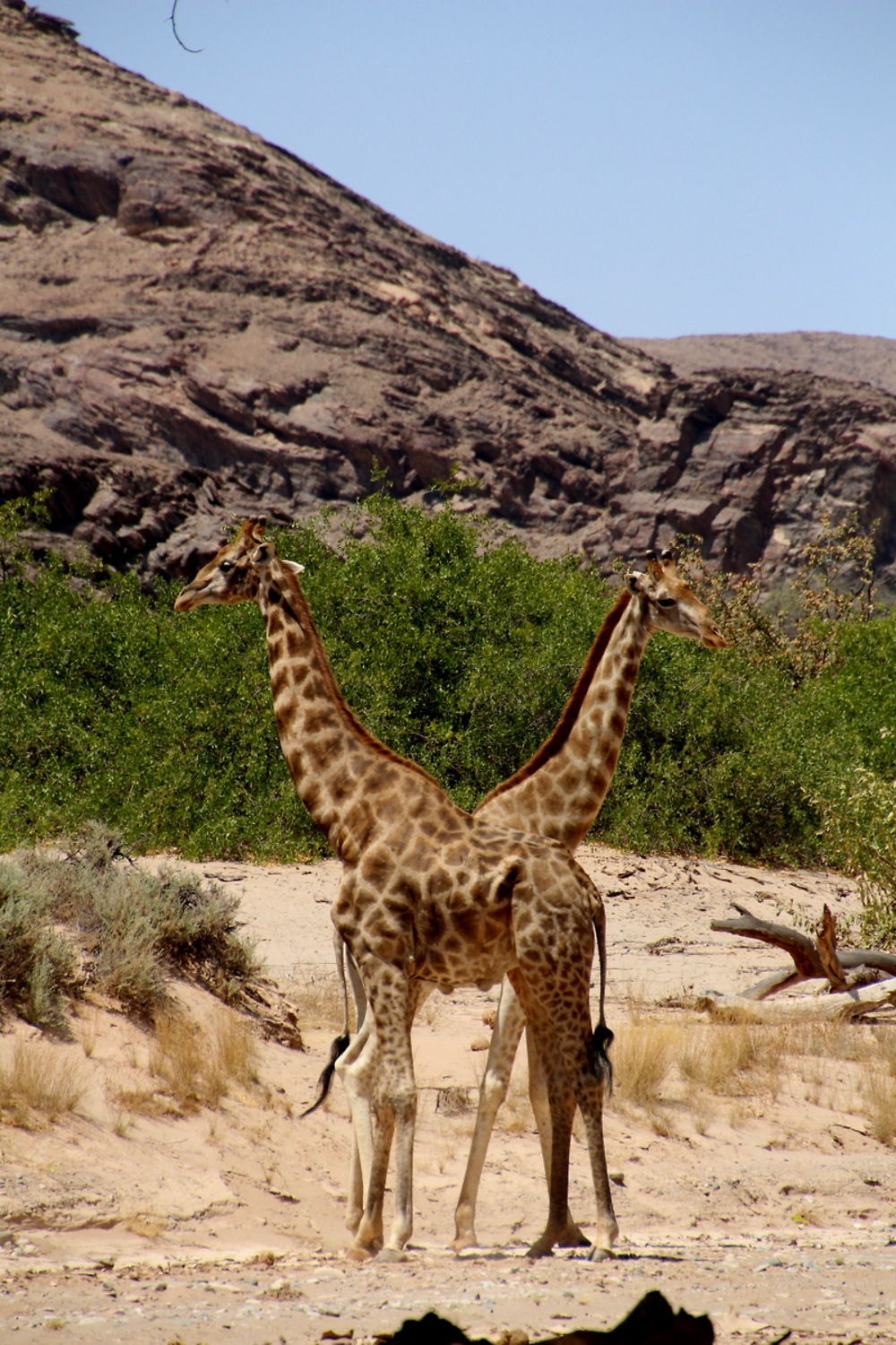 Girafe à deux têtes