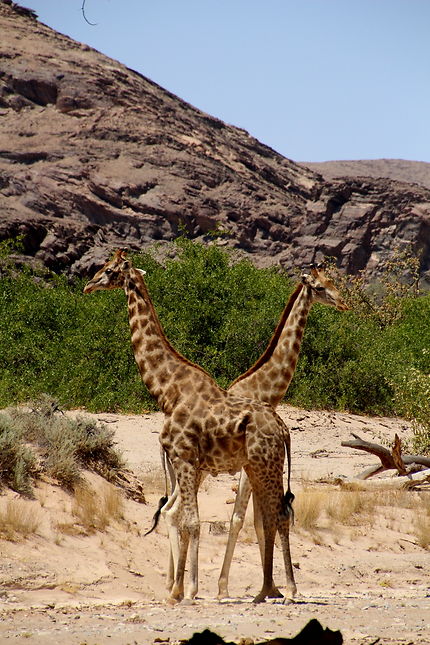 Girafe à deux têtes