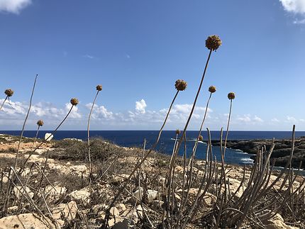 Nature à Lampedusa