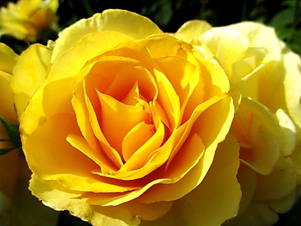 Rose jaune 