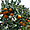 Des orangers à El Golea