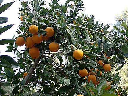 Des orangers à El Golea