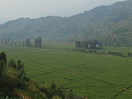 Plantation de thé près de Gisenyi