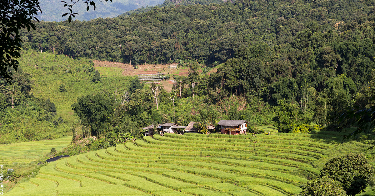 La Thaïlande Du Nord Verte Et Authentique