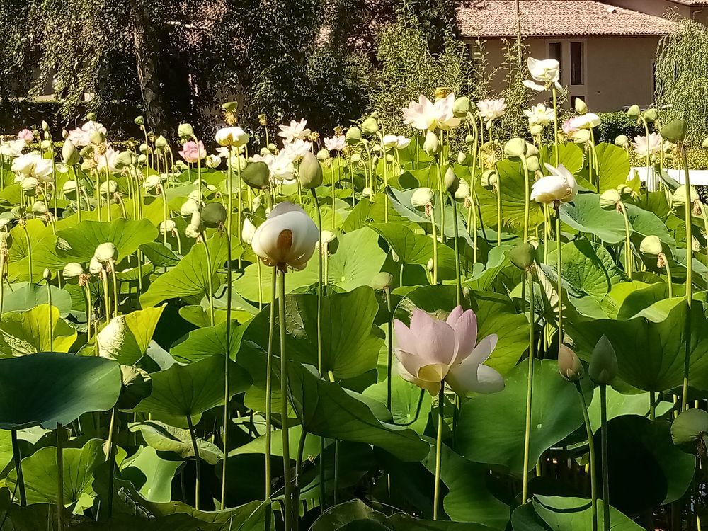 Lotus en fleurs