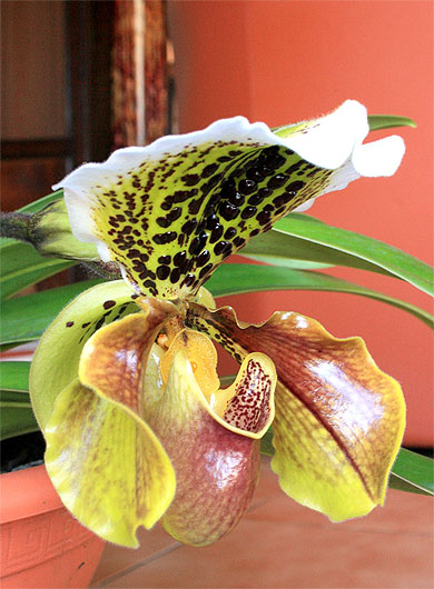 Orquidée Orquidée