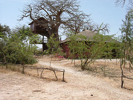 Cabane perchée dans un baobab