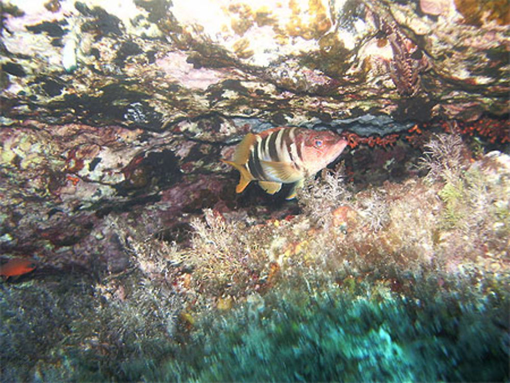 Faune sous marine de l'île d'Asinara