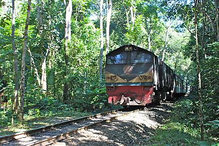 Lawachara National Park - Train