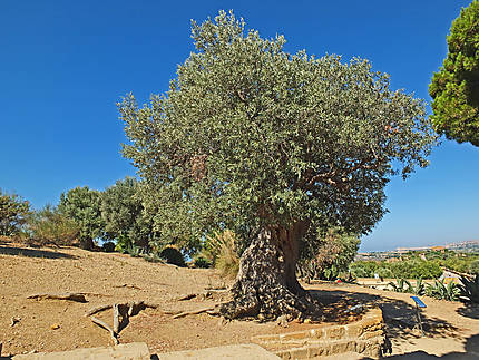Agrigente et l'arbre centenaire