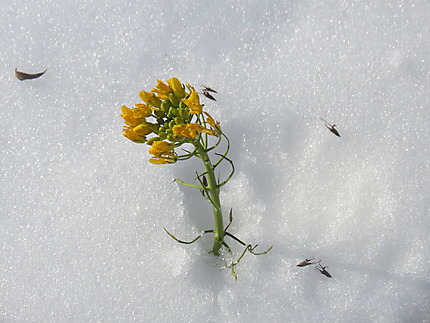 Fleurs sur la neige à Ste-Flavie