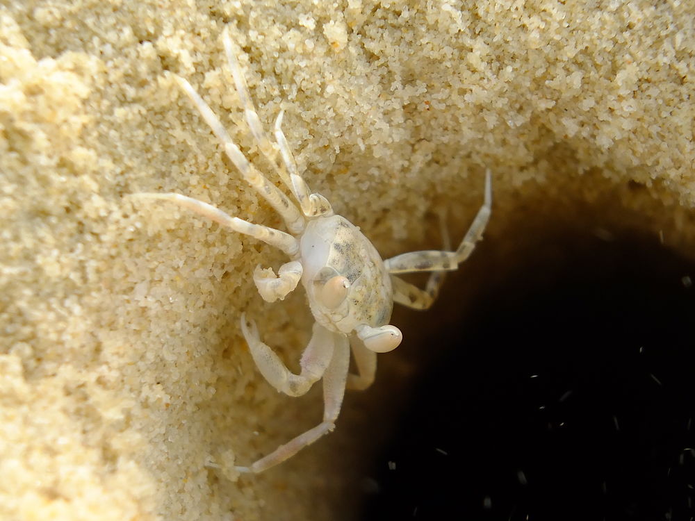 Crabe sur la plage