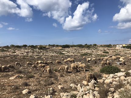 Moutons à Lampedusa