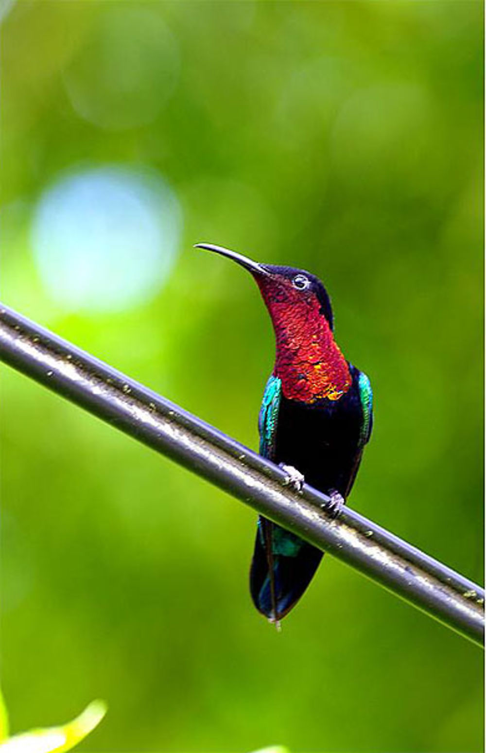 Colibri madère