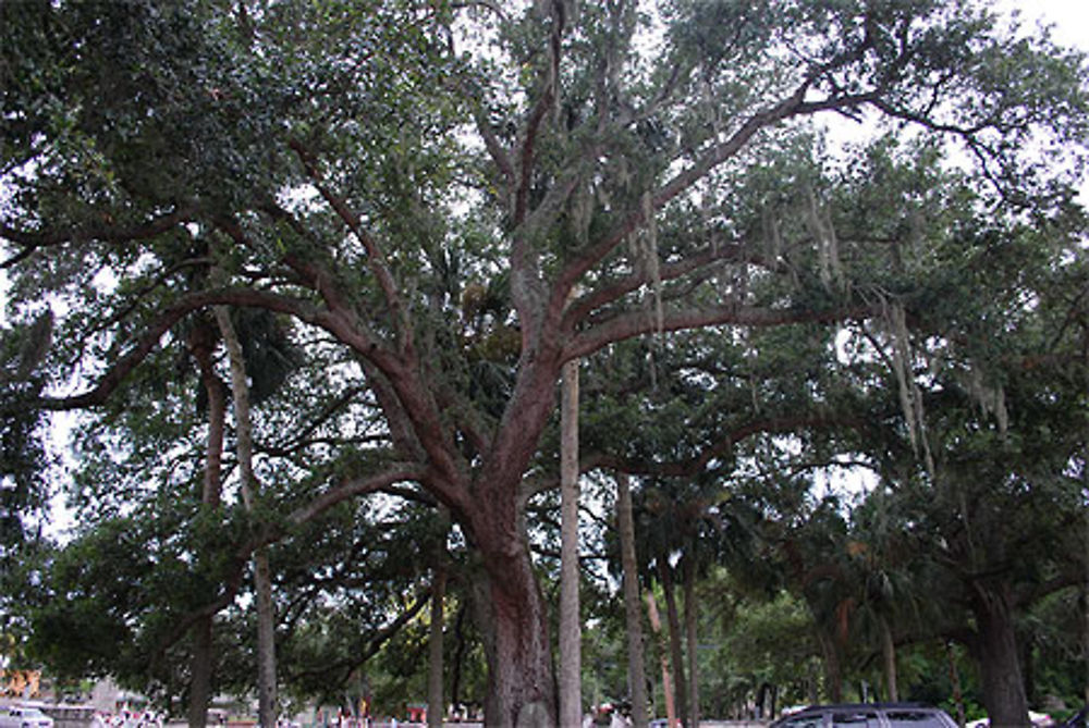 Arbre à Saint Augustine