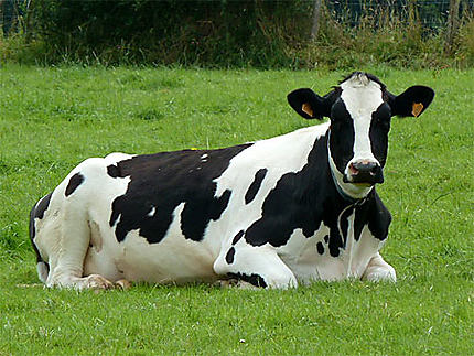 Une vache paisible : Vaches : Animaux : Animaux : Province de Liège :  Belgique : Routard.com