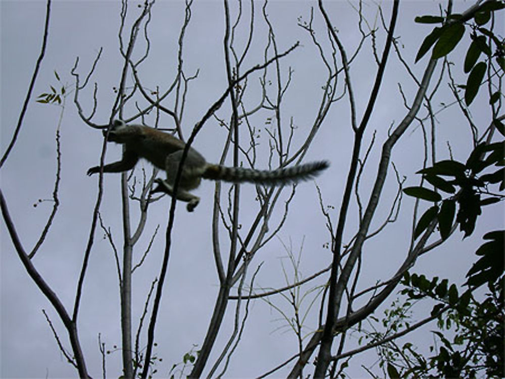 Lémur catta en saut