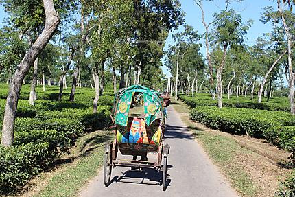 Rickshaw dans les plantations de thé