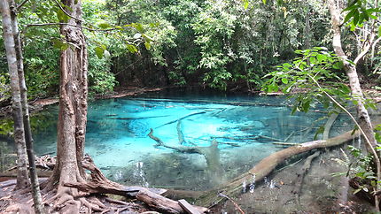 Piscine d'acides à Emerald Pool, Krabi, Thaïlande