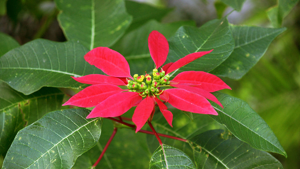 Poinsettia 