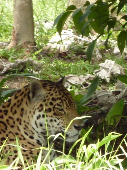 Jaguar d'Amazonie
