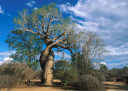 Les baobabs amoureux