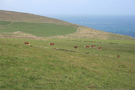 Les vaches dans le près