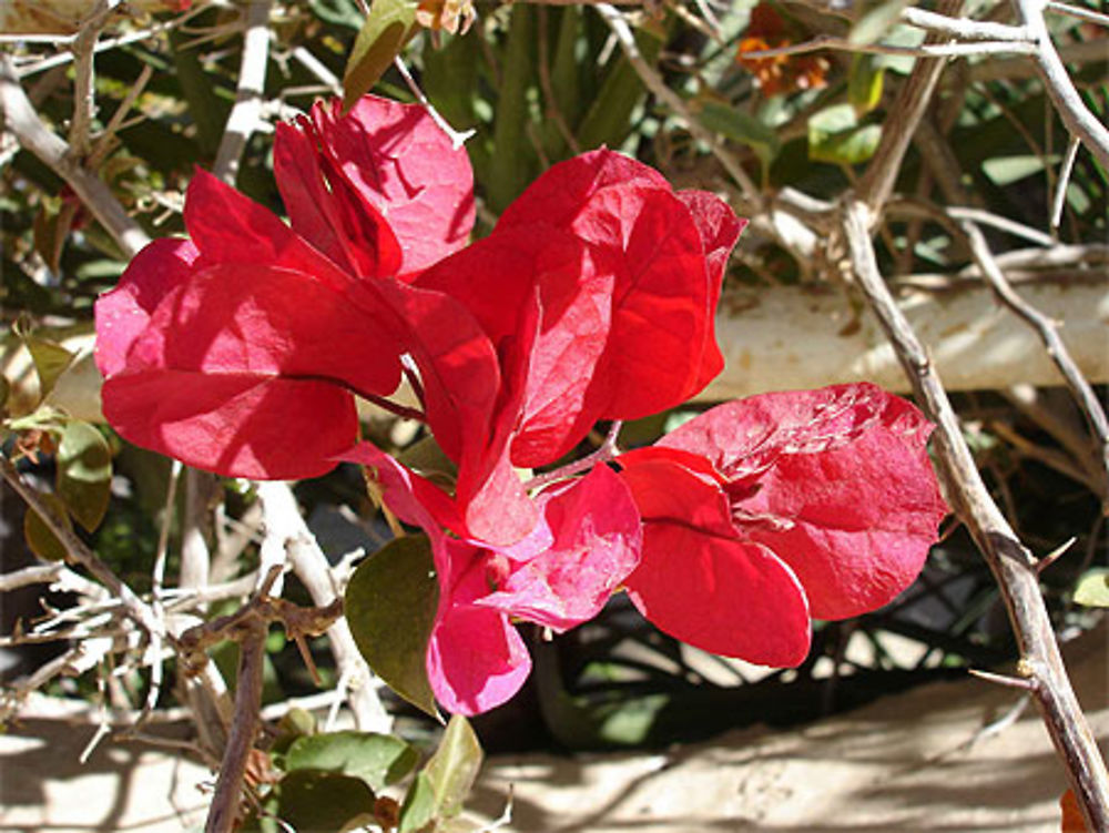 Bougainvillier