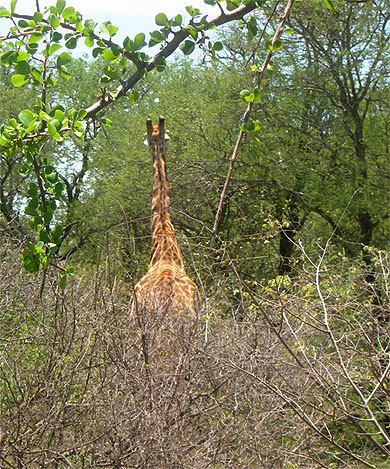 Girafe à mopaya Girafe à mopaya