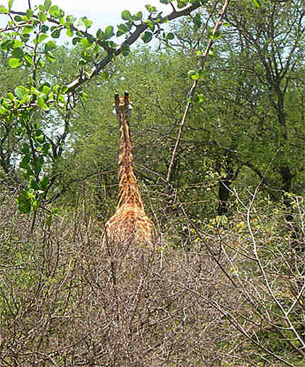 Girafe à mopaya