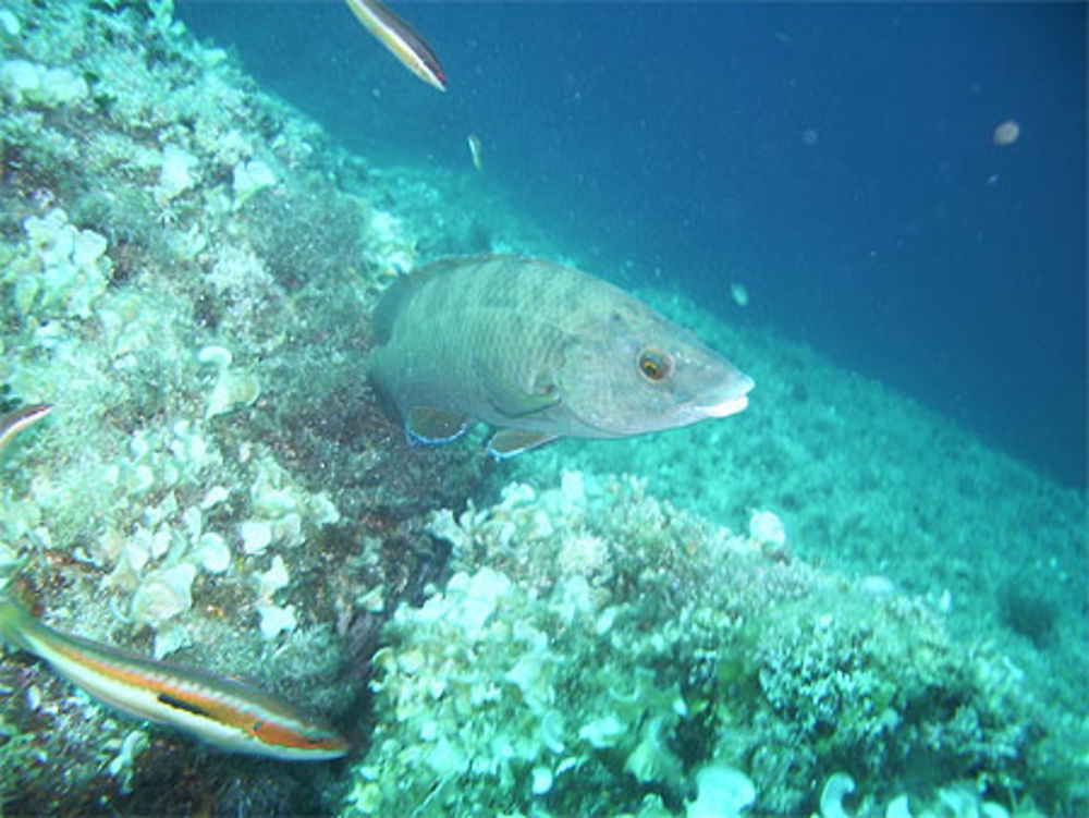 Poisson de Méditerranée