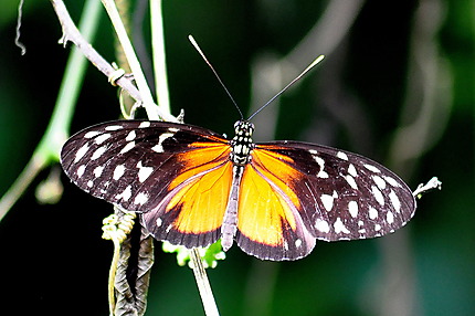 Majestueux papillon