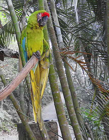 Copan - Macaw Mountain