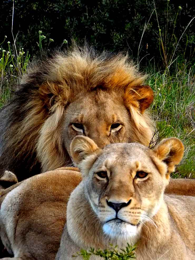 Lions en Afrique du Sud