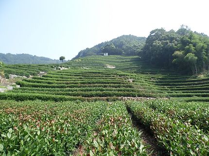 Plantation de thé Longjing