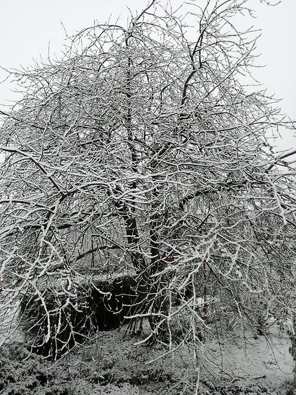 Cerisier sous la neige 